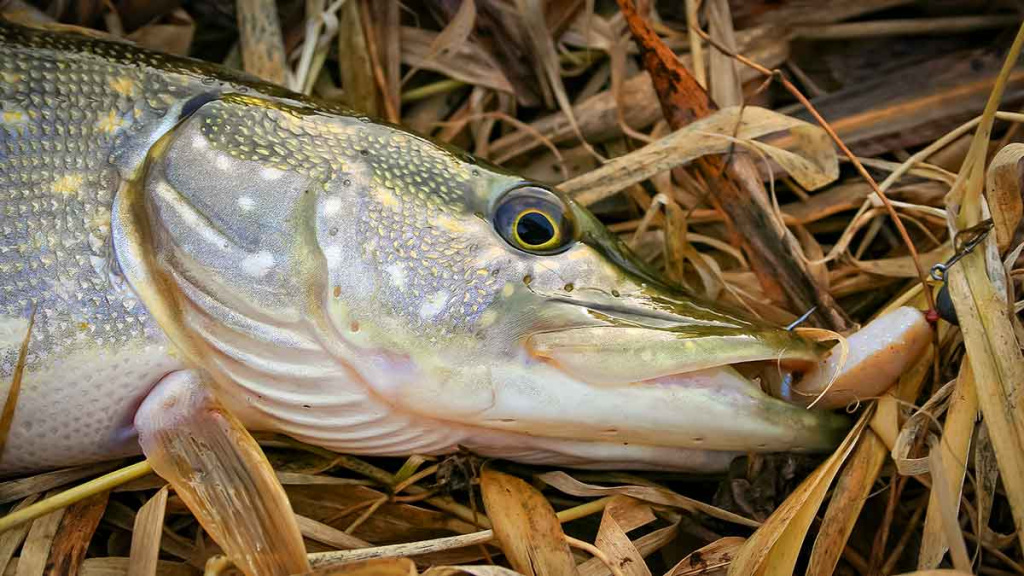 Plėšrūnai naktį nemiega. Antra dalis Plėšrūnai naktį nemiega. Antra dalis