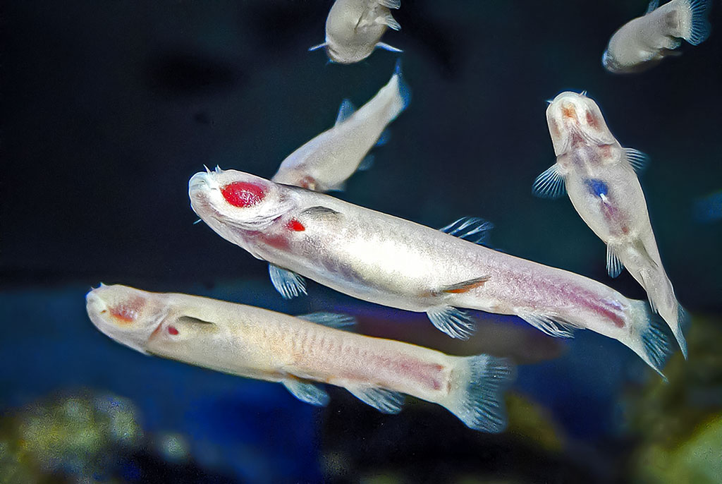 O čia tai bent (39)