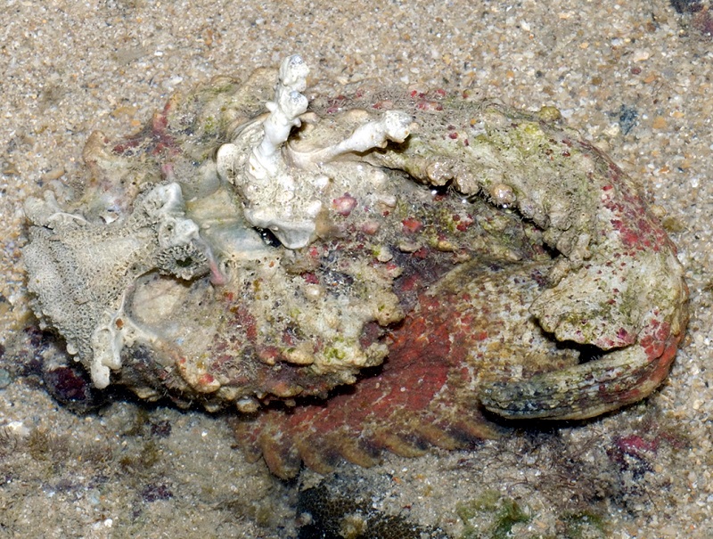 Šių žuvų oda minkšta, negraži – lyg padengta karpomis. Išskirtinis šių žuvų požymis – sugebėjimas puikiai maskuotis aplinkoje. 