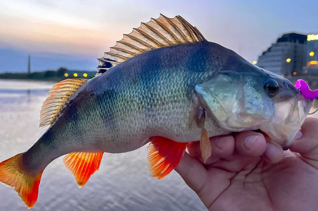 Naktinis spiningavimas vasarą ir kitais metų laikais