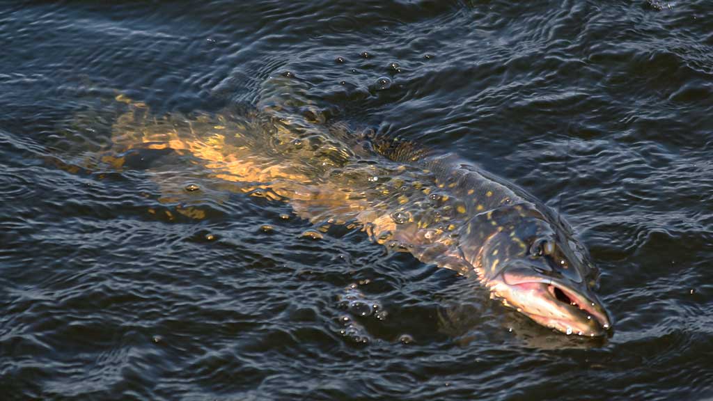 Vandens džiunglių labirintuose. Negiminingi, bet labai panašūs Vandens džiunglių labirintuose. Negiminingi, bet labai panašūs