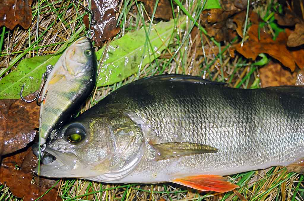 Jerk bait – stambių plėšrūnų masalas Jerk bait – stambių plėšrūnų masalas