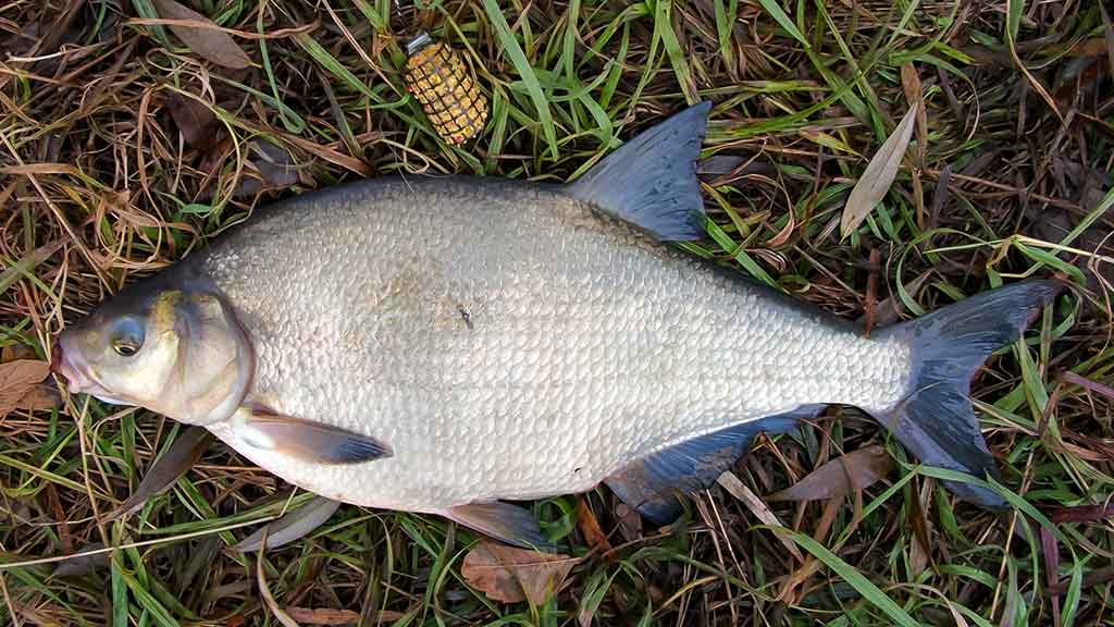 „Balta“ žuvis juodą naktį. Pirma dalis „Balta“ žuvis juodą naktį. Pirma dalis
