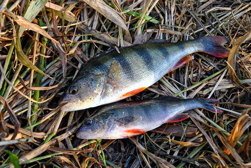 Kaip pagauti ešerį? Kaip pagauti ešerį?