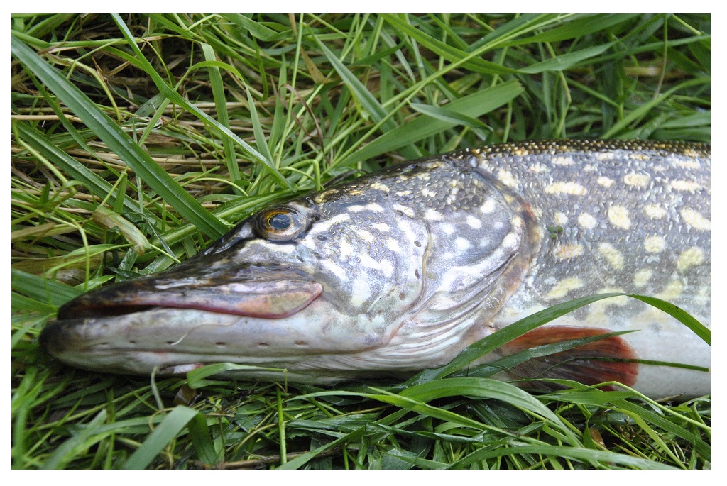 Apie lydekas ir vartikles