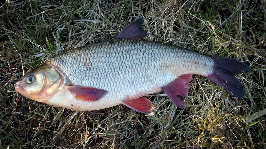Klasikinis masalas meknėms. Antra dalis
