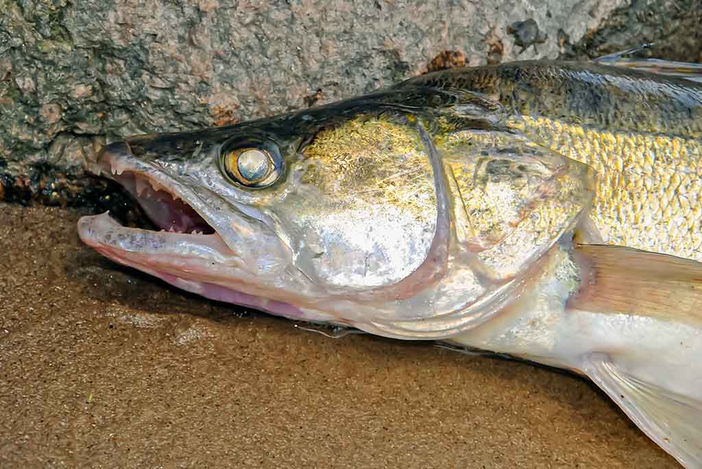 Kuomet sterkai pakyla. Pirma dalis