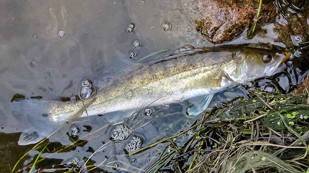 Ieškok žuvų masalų „kapinyne“ Ieškok žuvų masalų „kapinyne“