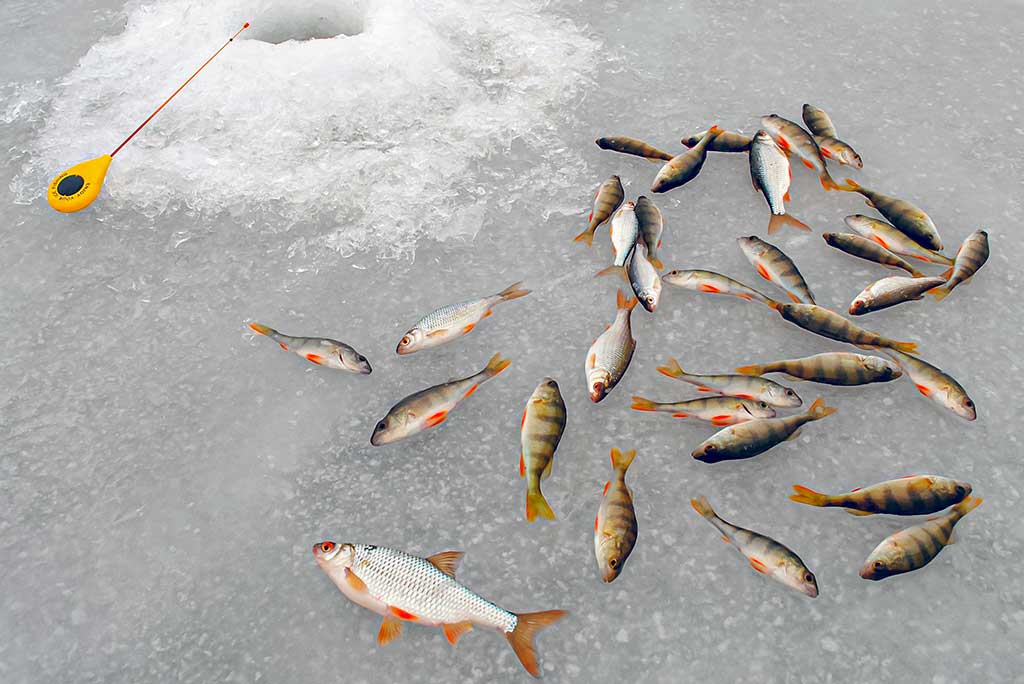 Kaip pagauti kuoją ir karšį? Kaip pagauti kuoją ir karšį?