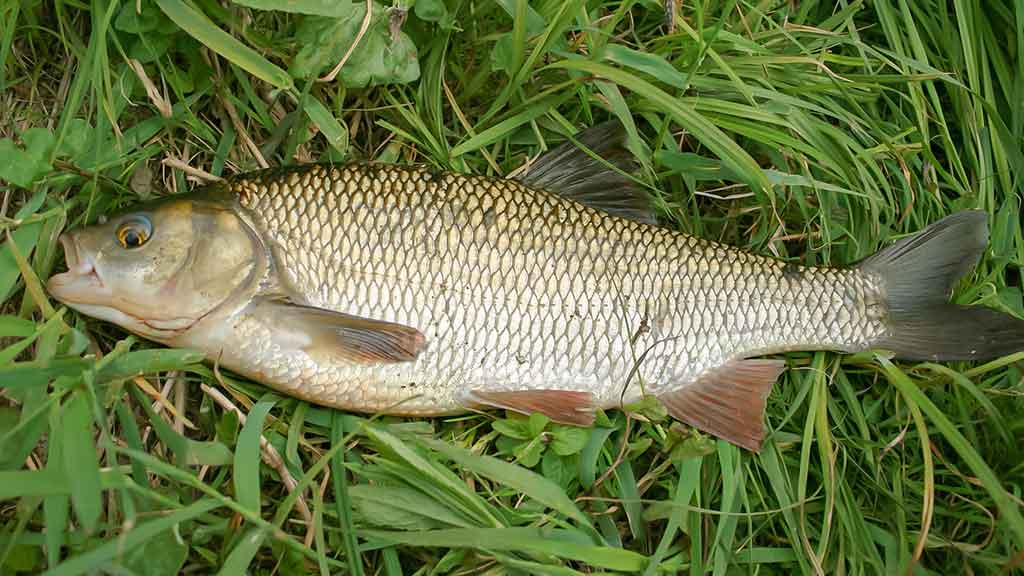 Sugrįžimas, kur giedra, šilta ir žalia