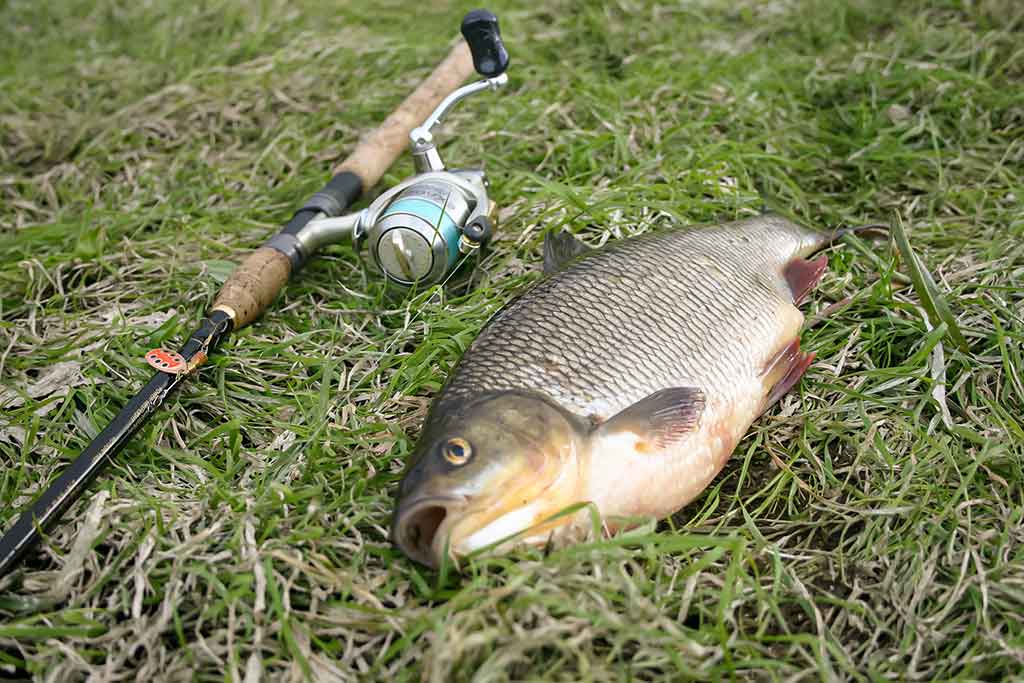 Kaip pagauti ešerį? Kaip pagauti ešerį?