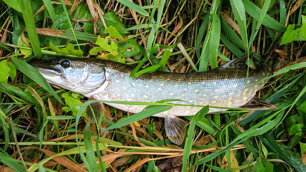 Rudeninė Nevėžio kasdienybė Rudeninė Nevėžio kasdienybė