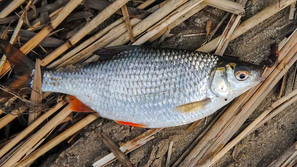 Išgyventi iki vakaro Išgyventi iki vakaro