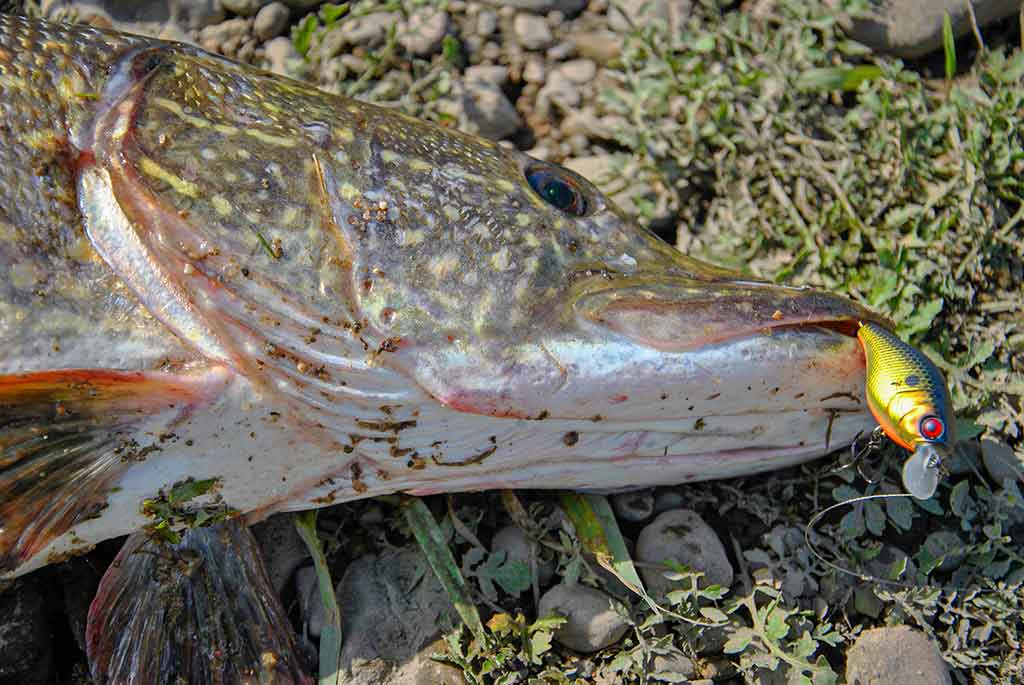 Palydekaukim... Antra dalis