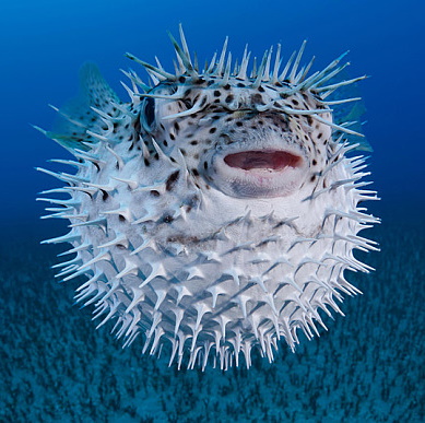 Fugu (angl. blowfish) – tai žuvis, kuri savo organizme turi mirtinų nuodų.