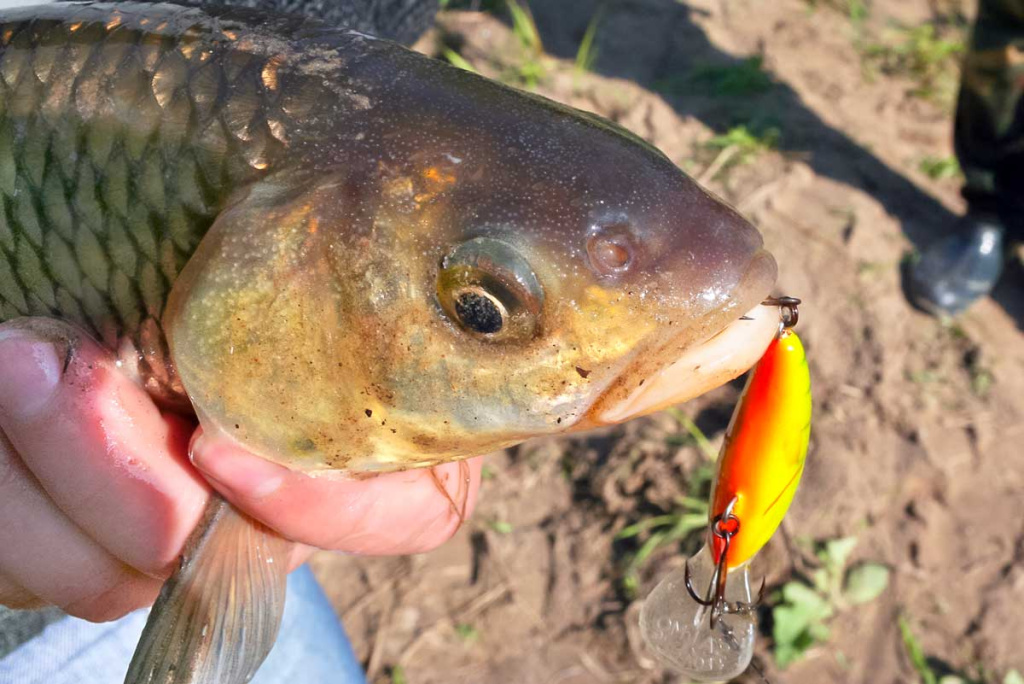 Šapalų žūklė, kai ateina gegužis. Antra dalis