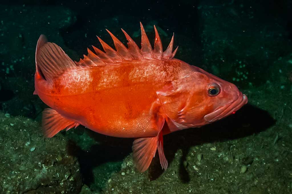 Šiaurinis jūrų ešerys (Sebastes aleutianus)