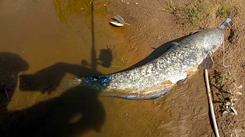 Senelio blizgės ir šamo medžioklė. Trečia dalis Senelio blizgės ir šamo medžioklė. Trečia dalis