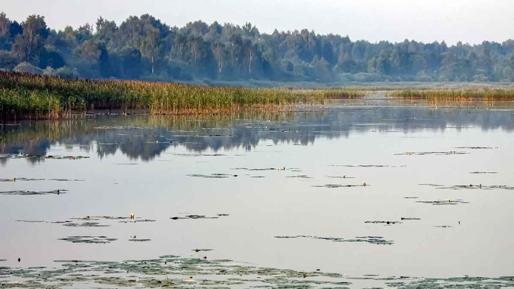 Lydekų žūklė suvešėjus vandenžolėms. „Vabalas“ plėšrūnėms 