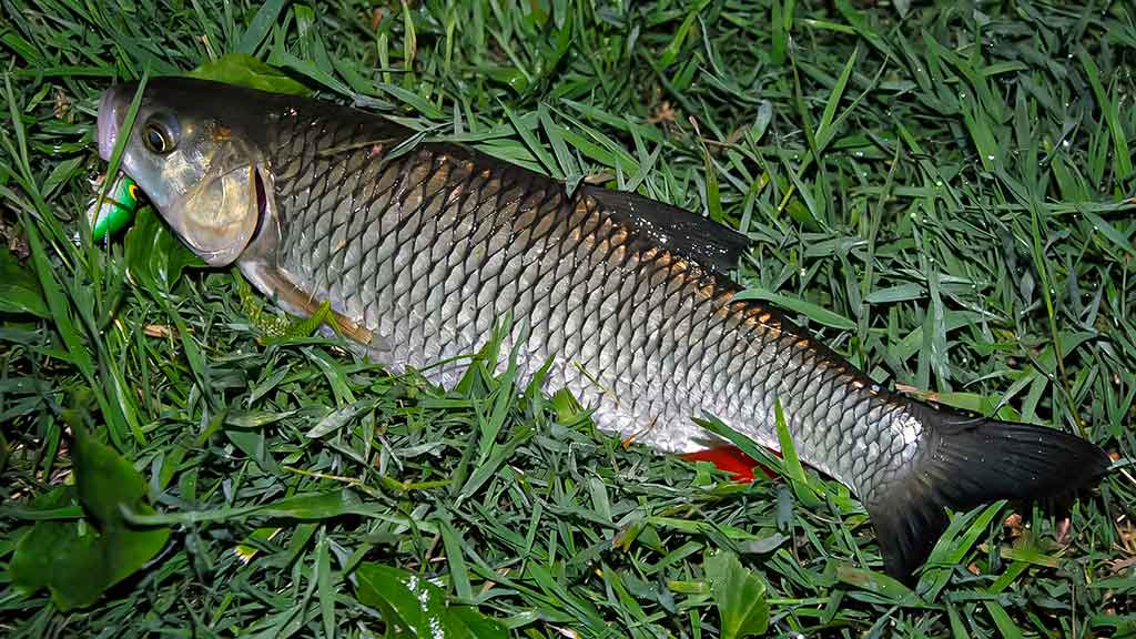 Šapalo šypsena. Trečia dalis Šapalo šypsena. Trečia dalis