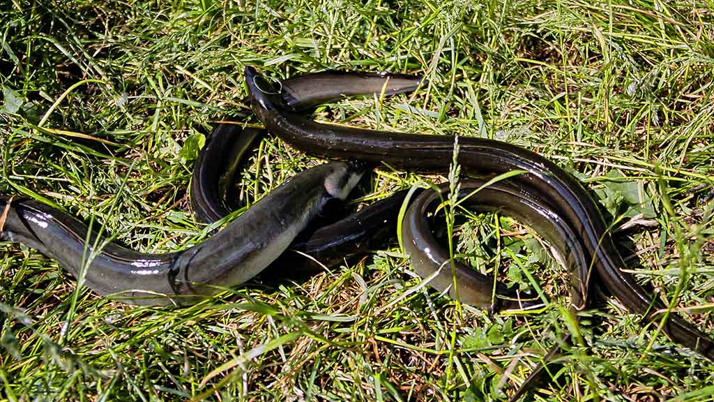 Meškeriojimas plūdine, kur gilu ir sraunu. Antra dalis