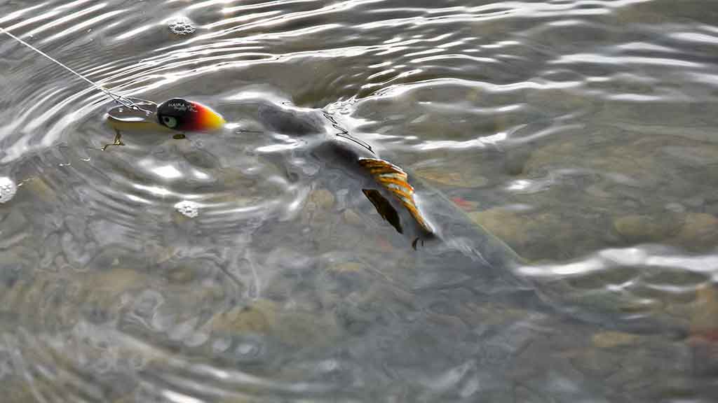 Tiny – kryptis į srovės širdį. Antra dalis Tiny – kryptis į srovės širdį. Antra dalis