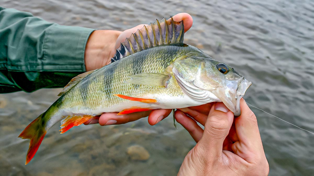 Žiemos gudrybes prisiminus. Antra dalis
