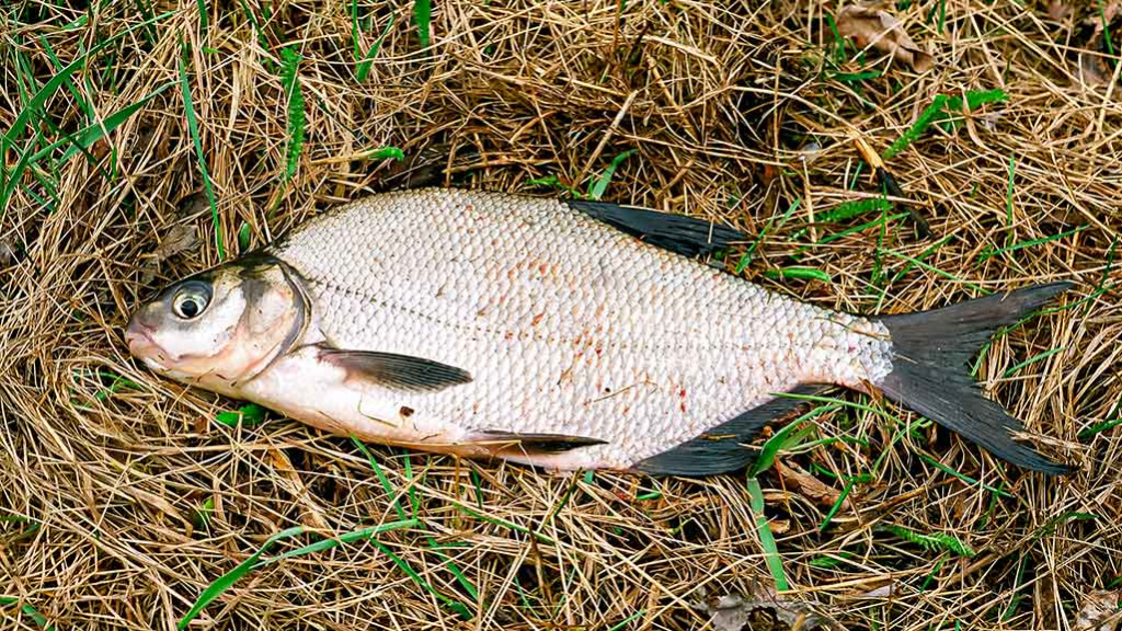 Dambologija. Trečia dalis Dambologija. Trečia dalis