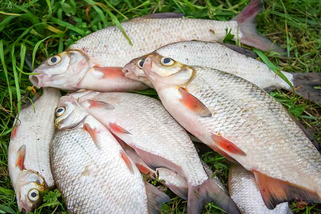 Didžiųjų upių plakiai. Pirma dalis Didžiųjų upių plakiai. Pirma dalis