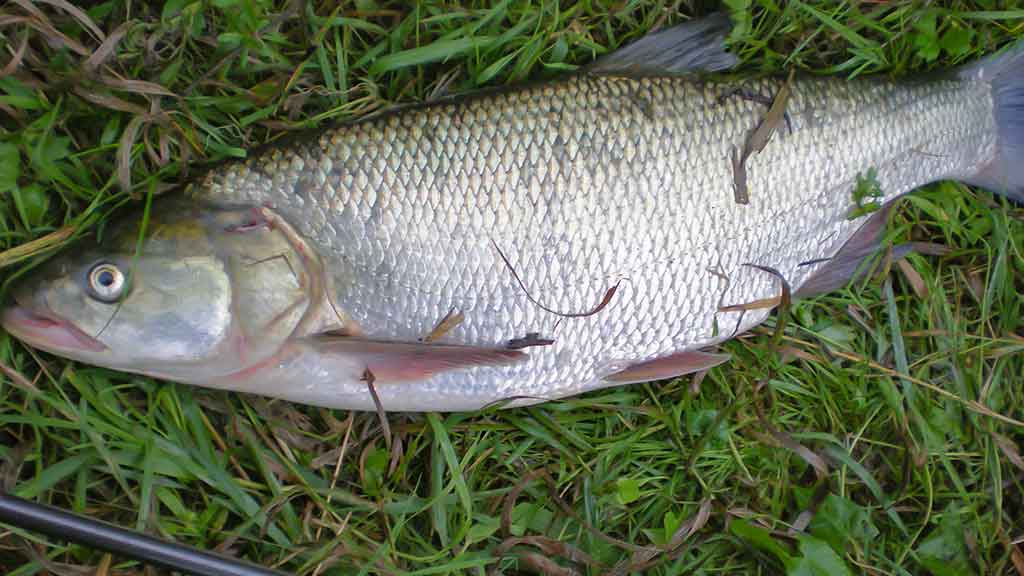 Ar salatis – konservatyvi žuvis? Antra dalis Ar salatis – konservatyvi žuvis? Antra dalis