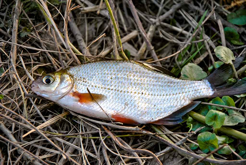 Didžiųjų upių plakiai. Pirma dalis Didžiųjų upių plakiai. Pirma dalis
