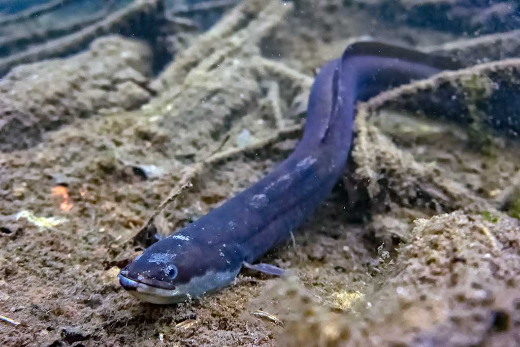 Europinis ungurys (Anguilla anguilla)