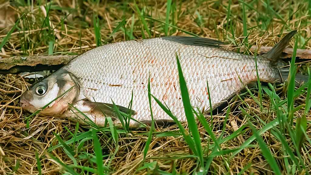 Nemunas, plūdinė ir senos dambos. Kaip jaukinti, kuo žvejoti