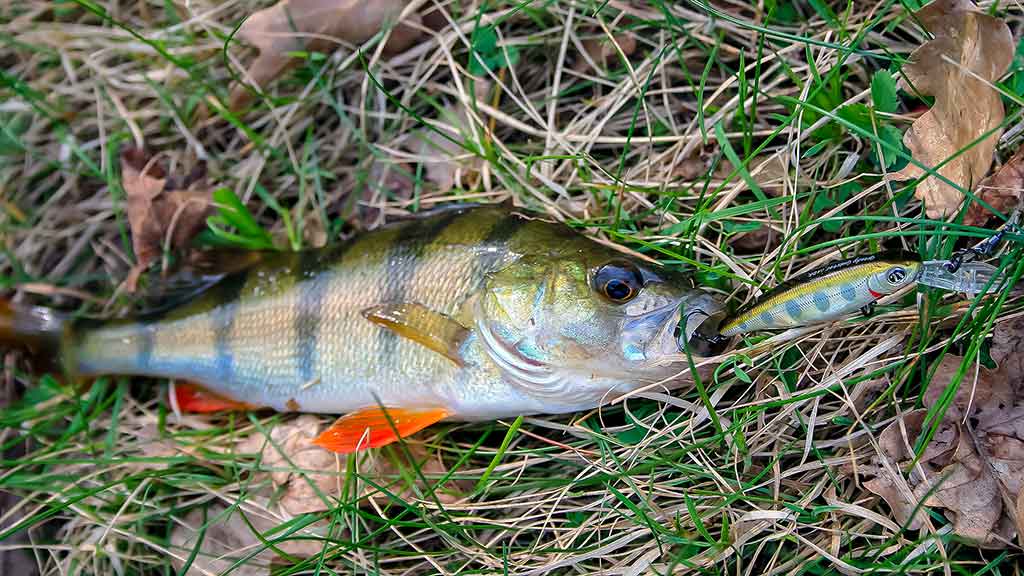 Vobleris po mikroskopu – liežuvis ir kilpa. Trečia dalis