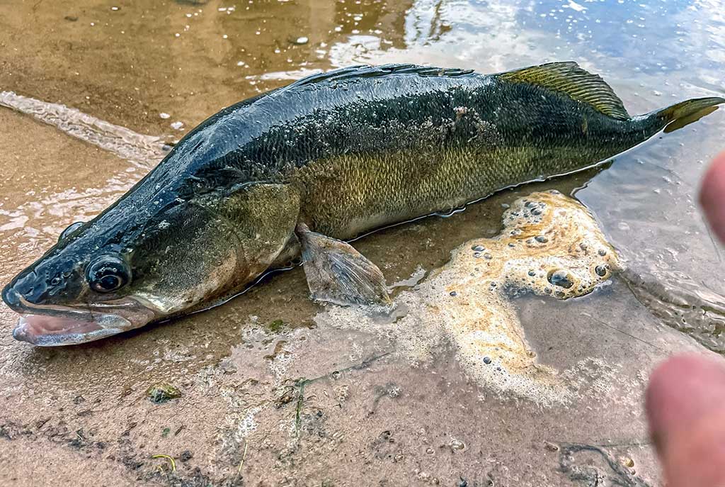 Kuomet sterkai pakyla. Antra dalis