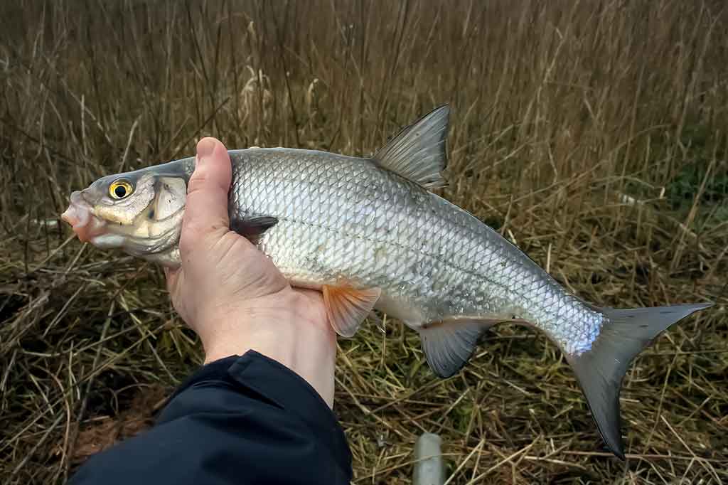 Žiobrių gaudymas. Sistemėlės dugninėms Žiobrių gaudymas. Sistemėlės dugninėms