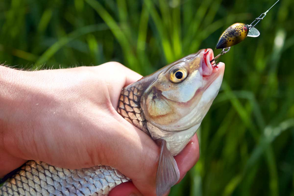Šapalų žūklė, kai ateina gegužis. Antra dalis