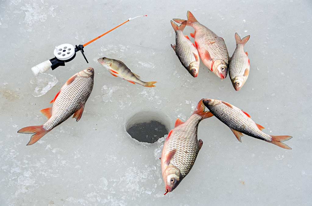 Kaip pagauti kuoją?