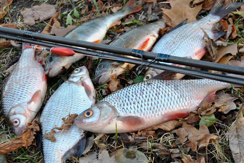 Reabilituokime plūdine upėse. Antra dalis