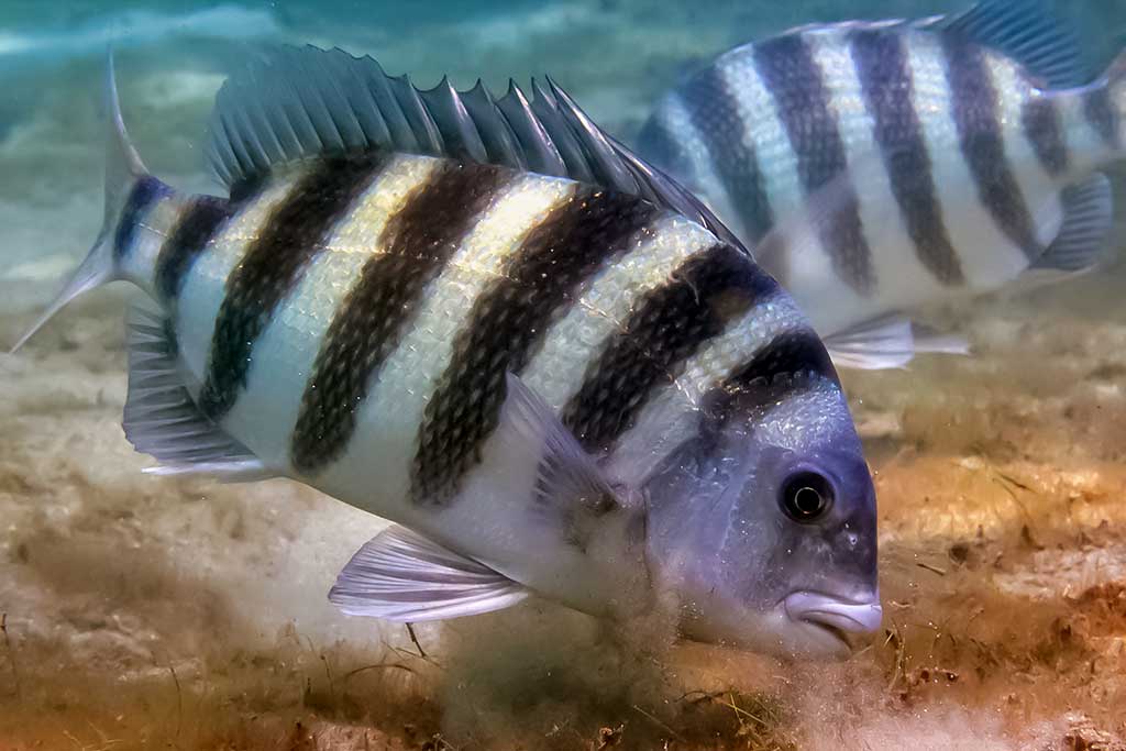 Žuvis-katorgininkas (Archosaurgus probatoceplaus) Žuvis-katorgininkas (Archosaurgus probatoceplaus)