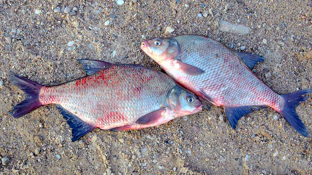 Meškeriojimas plūdine, kur gilu ir sraunu. Pirma dalis