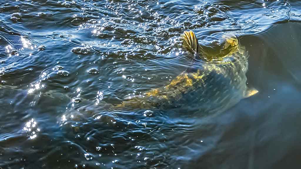 Vidutinio dydžio upės ir lydekų gaudymas