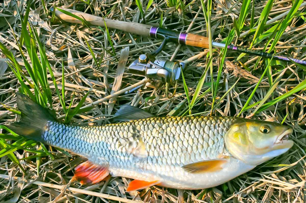 Šapalų žūklė, kai ateina gegužis. Pirma dalis