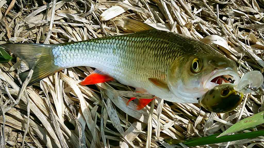 Dideli mažų upių siurprizai Dideli mažų upių siurprizai