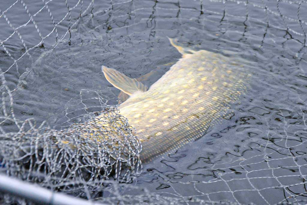 Balza, plastikas, abachi ir didelės lydekos. Antra dalis