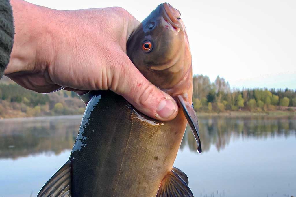 Kaip pagauti lyną? Kaip pagauti lyną?