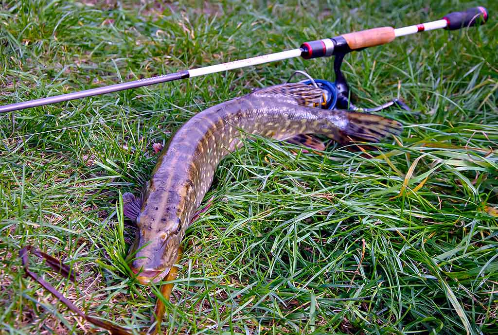 Apie nepilnametes, mikromasalus ir striptizą. Antra dalis