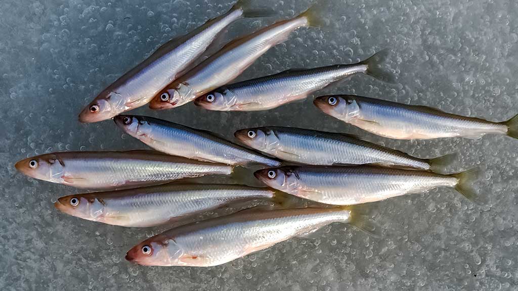 Kuršmarėse kimba ne vien stintos. Antra dalis Kuršmarėse kimba ne vien stintos. Antra dalis