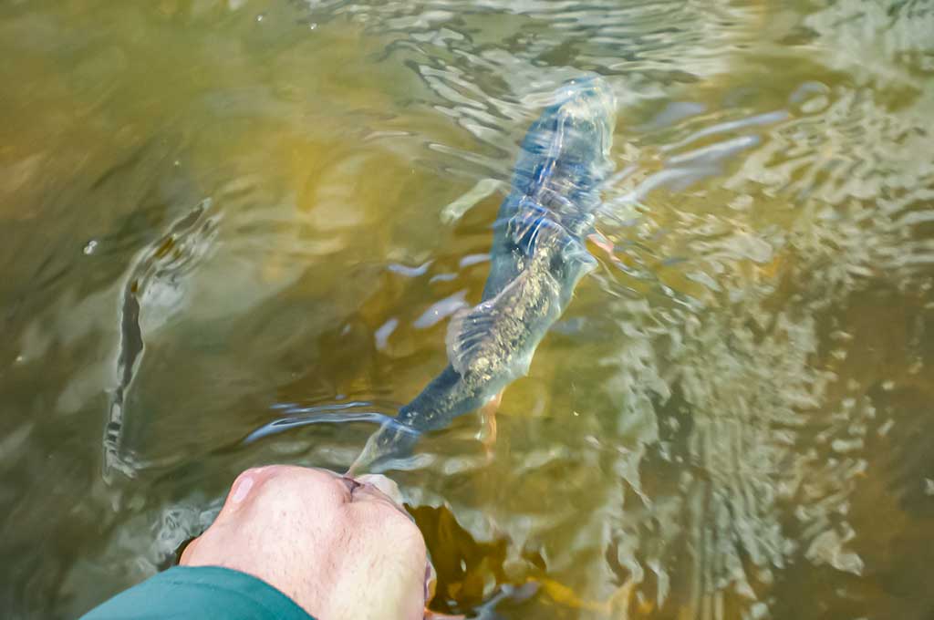 Su spiningu kovą ir balandį. Antra dalis Su spiningu kovą ir balandį. Antra dalis