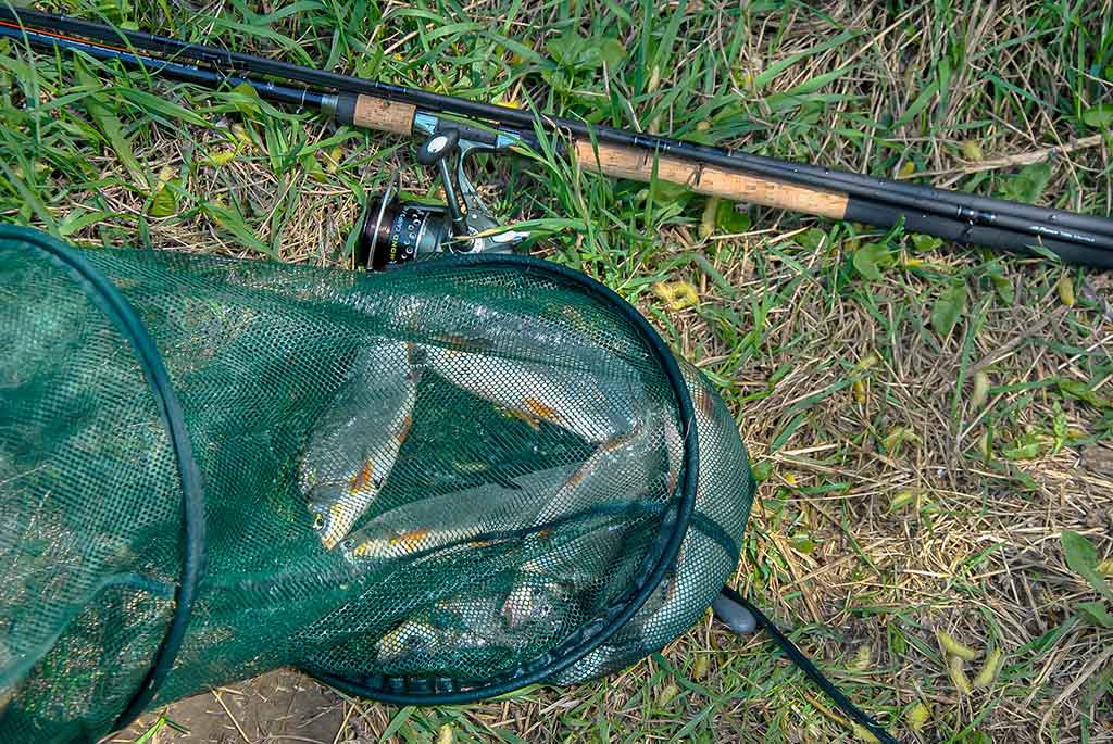 Pavasarinė žiobrių fiesta. Trečia dalis Pavasarinė žiobrių fiesta. Trečia dalis